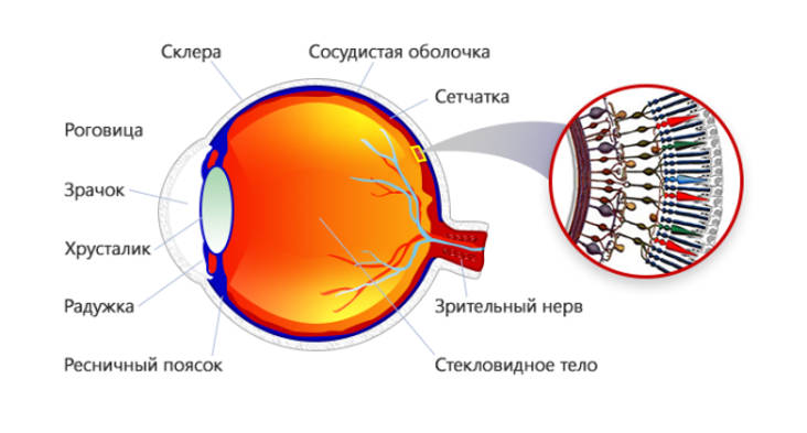 Дистрофия сетчатки и лазерная коррекция зрения